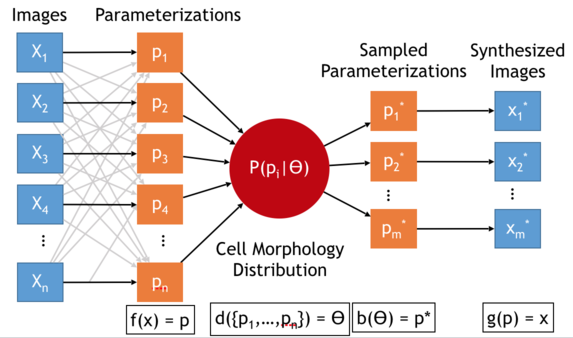 ../_images/cellorganizer-overview-diagram.png